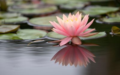 Beyond Hot Flashes: The Menopause Challenge Nobody’s Talking About